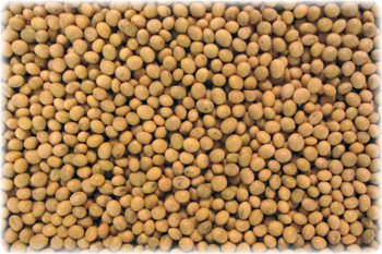 Soia boabe nemodificata genetic