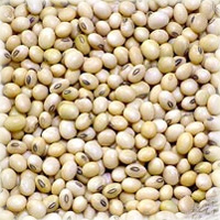 Soia boabe nemodificata genetic