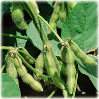 Soia pastai